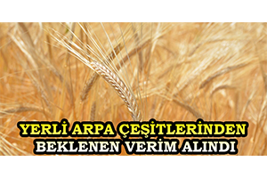Yerli Arpa Çeşitlerinden Beklenen Verim Alındı
