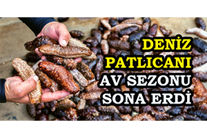 Deniz Patlıcanı Av Sezonu Sona Erdi