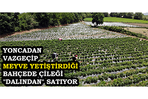Yoncadan Vazgeçip Meyve Yetiştirdiği Bahçede Çileği `Dalından` Satıyor