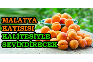 Malatya Kayısısı Kalitesiyle Sevindirecek