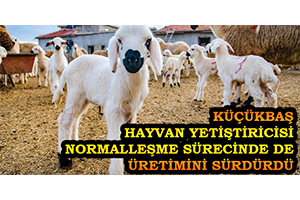 Küçükbaş Hayvan Yetiştiricisi Normalleşme Sürecinde de Üretimini Sürdürdü