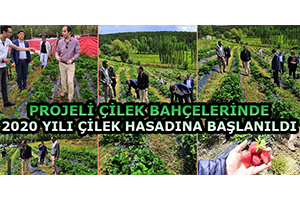 Projeli Çilek Bahçelerinde 2020 Yılı Çilek Hasadına Başlanıldı
