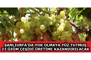 Şanlıurfa`da Yok Olmaya Yüz Tutmuş 23 Üzüm Çeşidi Üretime Kazandırılacak