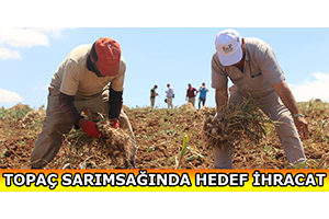 Topaç Sarımsağında Hedef İhracat