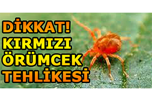 Dikkat! Kırmızı Örümcek Tehlikesi