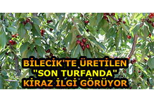Bilecik`te Üretilen `Son Turfanda` Kiraz İlgi Görüyor