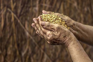 Devlet Destekli Tarım Sigortalarında Toplam Sigorta Bedeli Arttı