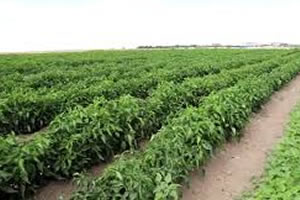 `İÇ ANADOLU`NUN ÇUKUROVASI`