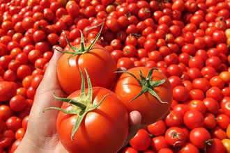 Kurutmalık Domates Malatya`da İstihdam Sağladı