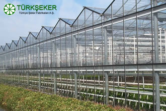 Türkşeker, `Seracılıkta Sözleşmeli Tarım Modeli`ni Hayata Geçirdi