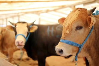 TKDK Büyükbaş Hibesi Nasıl Alınır?