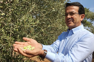 Beylik Zeytini Tescillendi