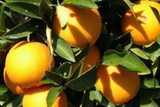 1885 Ton Narenciye Satışa Çıkarıldı