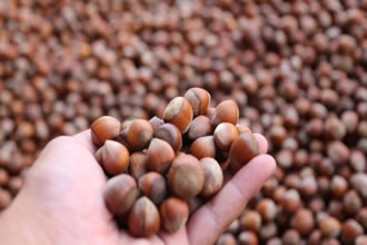 Düzce AB`ye Fındık İhrac Etti