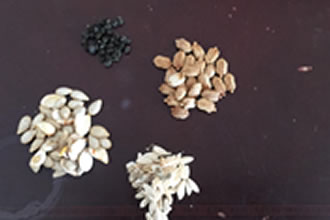 Tohum Alma ve Saklama Yöntemleri