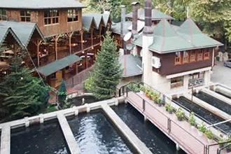 Alabalık Kuluçkahanelerine Damızlık Desteği