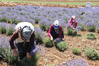 Ata Topraklarında Devasa Lavanta Bahçesi Kurdu