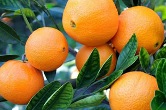 Turunçgillerde Alternaria İle Mücadele Yöntemleri