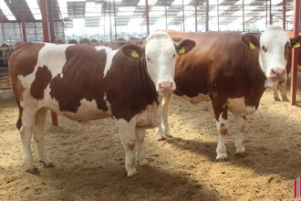 3 Düve İle İhracata Başladılar