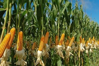 Mısır İthalatı Geriledi