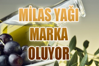 Milas Zeytinyağı Koruma Altında