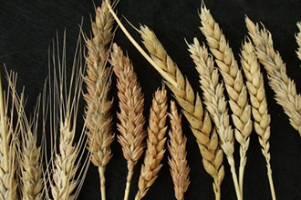 Doğru Tohum İlaçlaması Nasıl Yapılmalı?