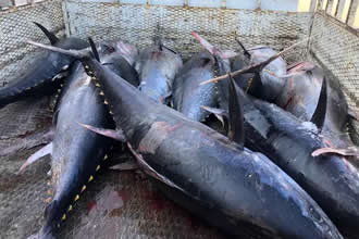 Bir Ton Orkinosa El Konuldu