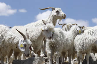 Tiftik Ödemeleri Haftaya Başlıyor