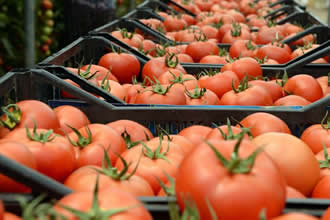 İhracatçılar Rusya`ya Domates Kotasının Kaldırılmasını İstiyor