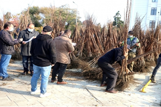 Yalova`da Fidan Dağıtıldı