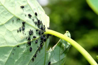 Yaprak Biti İle Mücadelenin Püf Noktaları