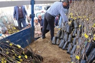 Çeşme`de Çİftçilere Fidan Dağıtıldı