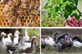 Arı, İpekböceği, Hindi ve Kaz Yetiştiricilerine Destek