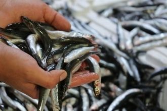 Türkiye`nin Hamsisi Ege`den