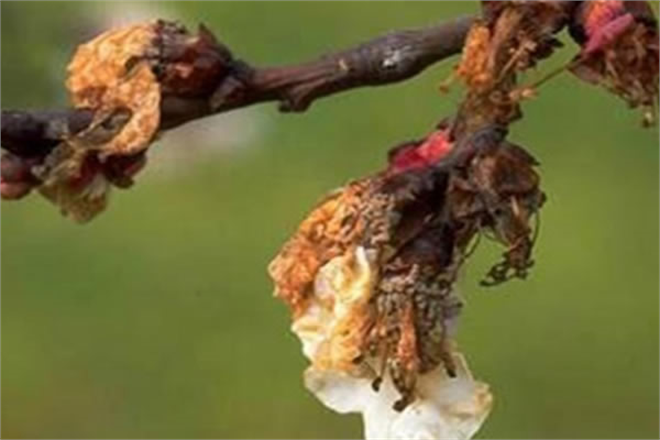 ÇİÇEK MONİLYASI İLE NASIL MÜCADELE ETMELİ?