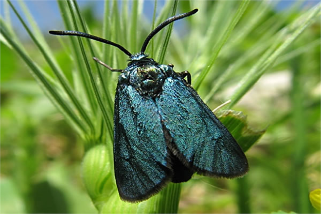 BAĞ GÖZKURDUNA DİKKAT!