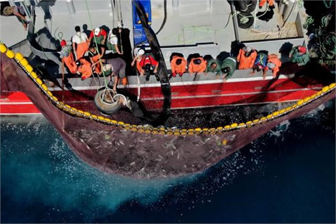 HAMSİ AVININ SERBET OLDUĞU ALAN GENİŞLETİLDİ