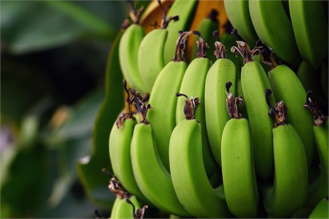 Türkiye`nin Muz Üretimi Geçen Yıl Yüzde 32,8 Arttı