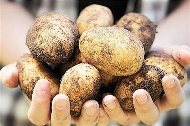 BELEDİYELER ÜRETİCİDEN PATATES ALACAK