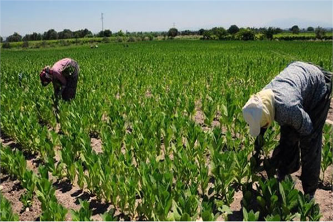 TÜTÜN ÜRETİCİLERİNE HİBE DESTEĞİ!