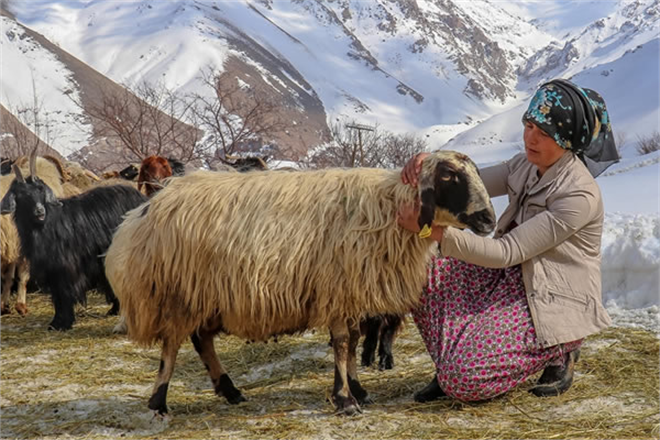 KAYBETTİĞİ SÜRÜSÜNÜ YENİDEN KAZANDI!
