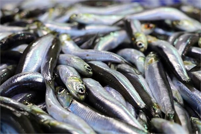 SU ÜRÜNLERİ HALİ`NDE GEÇEN AY EN ÇOK İŞLEM GÖREN BALIKLAR