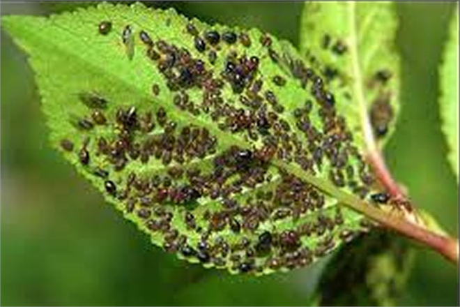 YAPRAK BİTİ NASIL YOK EDİLİR?