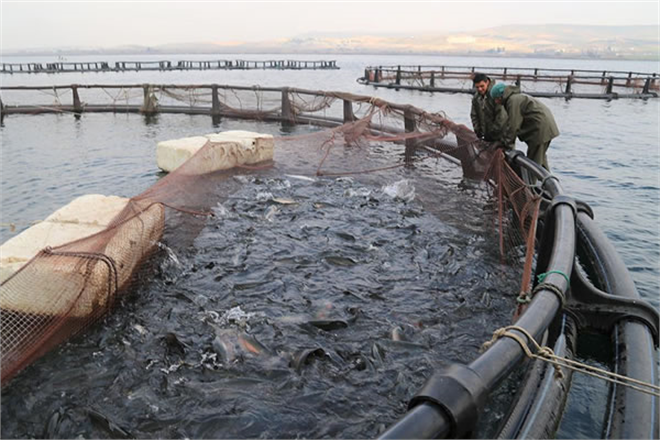 `SU ÜRÜNLERİ YETİŞTİRİCİLERİMİZE 85 MİLYON LİRALIK DESTEĞİ BUGÜN ÖDÜYORUZ`