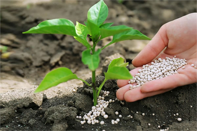 GÜBRE DESTEĞİNİ %100 ORANINDA ARTTIRILDI