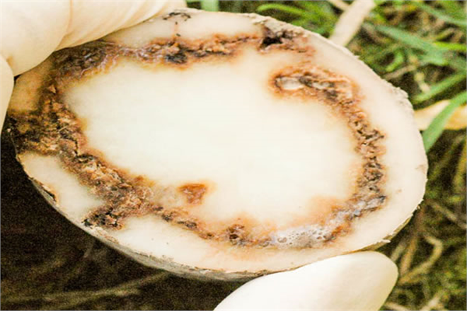 Patates Halka Çürüklüğü Hastalığı