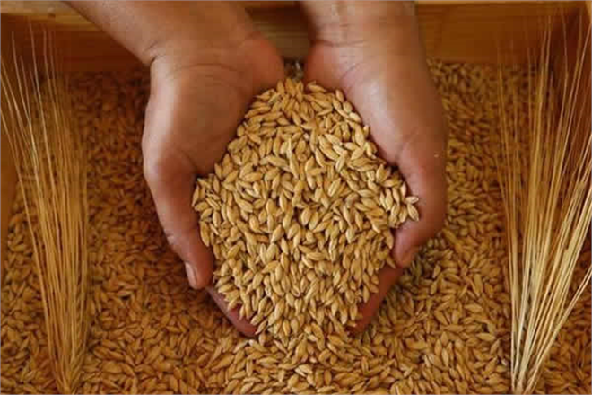 TMO BUĞDAY VE ARPA SATIŞ FİYATLARI BELİRLENDİ