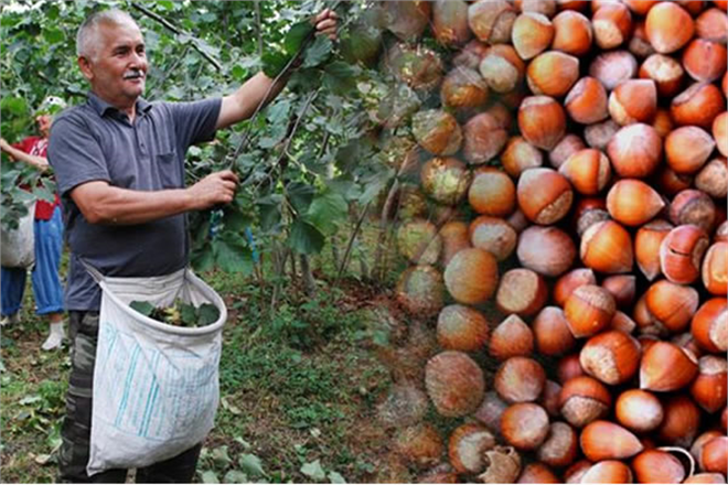 Fındıkta Külleme Hastalığına Dikkat!