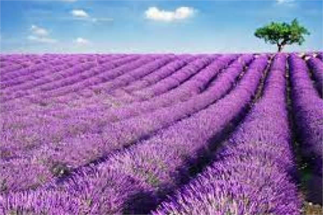 HASTANEDE DOKTOR, LAVANTA BAHÇESİNDE ÇİFTÇİ