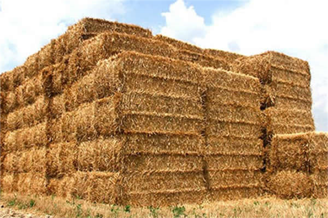 BÖLGESEL KURAKLIKLAR NEDENİYLE TRAKYA`NIN SAMANI DA KIYMETLENDİ